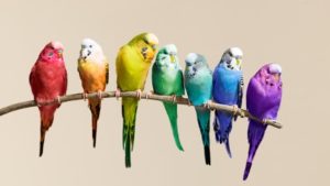 Diversidade e inclusão precisam fazer parte da cultura