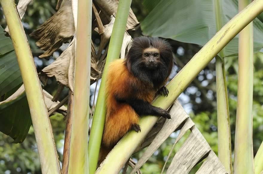 Mico-leão-da-cara-preta, uma das espécies de macacos encontrados na Reserva da Mata Atlântica, no litoral de São Paulo e do Paraná. Foto: Celso Margraf