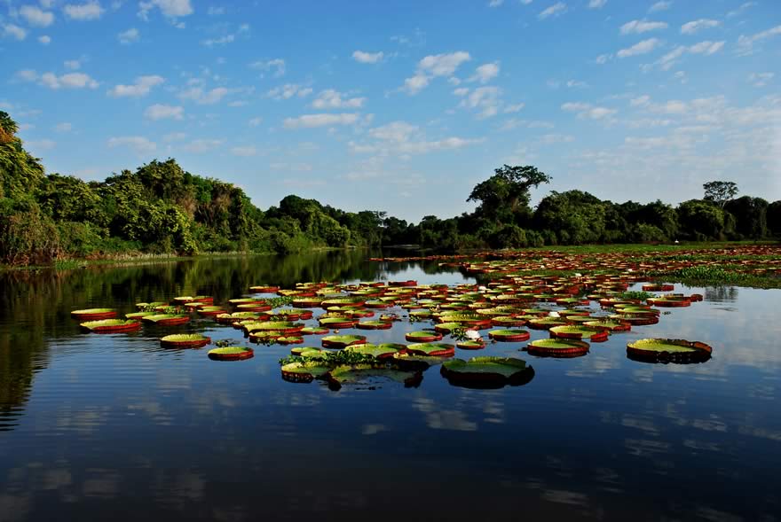 Pantanal MS