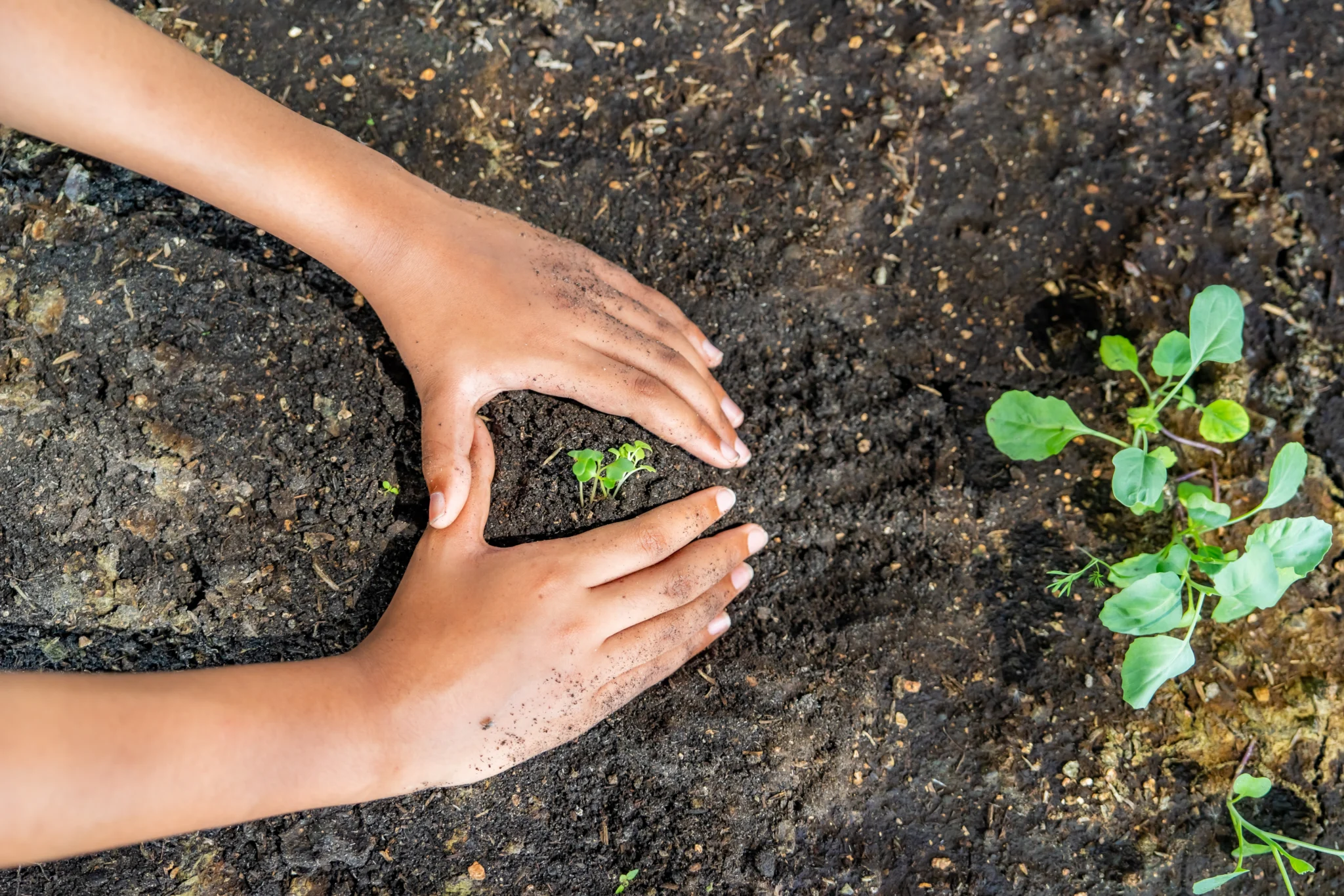 Dia mudial do meio ambiente e da ecologia